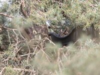 Bubo bubo 34, Oehoe, Saxifraga-Mark Zekhuis