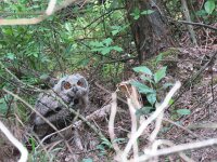 Bubo bubo 49, Oehoe, Saxifraga-Mark Zekhuis