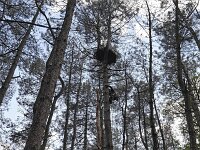 Bubo bubo 72, Oehoe nest, Saxifraga-Tom Heijnen