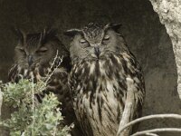 Bubo bubo 9, Oehoe, Saxifraga-Willem van Kruijsbergen