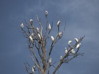 Bubulcus ibis 12, Koereiger, Saxifraga-Wim Remmerzwaal