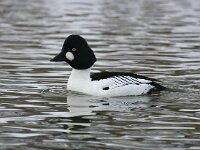 Bucephala clangula 21, Brilduiker, Saxifraga-Bart Vastenhouw