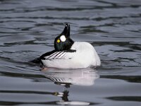 Bucephala clangula 4, display, Brilduiker, Saxifraga-Piet Munsterman