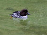Bucephala clangula 42, Brilduiker, Saxifraga-Bart Vastenhouw