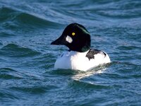 Bucephala clangula 50, Brilduiker, Saxifraga-Bart Vastenhouw