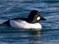 Bucephala clangula 56, Brilduiker, Saxifraga-Bart Vastenhouw