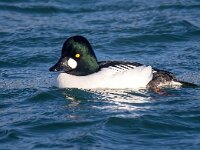 Bucephala clangula 58, Brilduiker, Saxifraga-Bart Vastenhouw