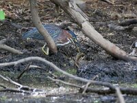 Butorides virescens 3, Groene reiger, Saxifraga-Tom Heijnen