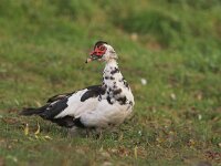 Cairina moschata 3, Muskuseend, Saxifraga-Jaap Schelvis
