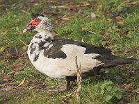 Cairina moschata 4, Muskuseend, Saxifraga-Lianne Schroeder