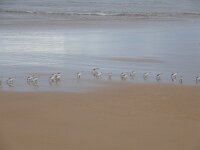 Calidris alba 59, Drieteenstrandloper, Saxifraga-Ed Stikvoort