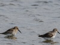Calidris alpina 18, Bonte strandloper, adult, winter plumage, Saxifraga-Theo Verstrael