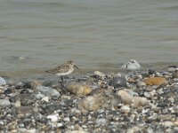 Calidris alpina 31, Bonte strandloper, Saxifraga-Willem van Kruijsbergen