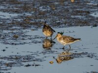 Calidris alpina 39, Bonte strandloper, adult, winter plumage, Saxifraga-Theo Verstrael