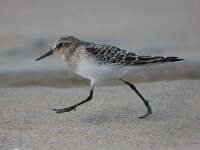 Calidris bairdii, 2, Bairds strandloper, Saxifraga-Bart Vastenhouw