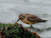Calidris canutus 10, Kanoet, Saxifraga-Piet Munsterman