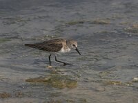 Calidris canutus 11, Kanoet, Saxifraga-Luc Hoogenstein