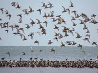 Calidris canutus 24, Kanoet, Saxifraga-Mark Zekhuis