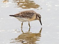 Calidris canutus 41, Kanoet, Saxifraga-Bart Vastenhouw