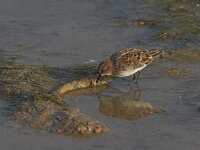 Calidris canutus 5, Kanoet, Saxifraga-Luc Hoogenstein