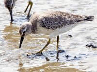 Calidris canutus 6, Kanoet, Saxifraga-Bart Vastenhouw