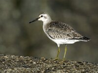 Calidris canutus 8, Kanoet, Saxifraga-Piet Munsterman