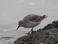 Calidris canutus 9, Kanoet, Saxifraga-Luc Hoogenstein