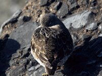 Calidris maritima 29, Paarse strandloper, Saxifraga-Bart Vastenhouw