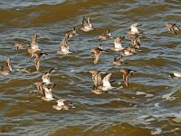 Calidris maritima 3, Paarse strandloper, Saxifraga-Piet Munsterman