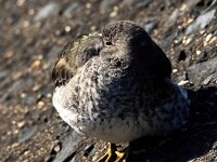Calidris maritima 31, Paarse strandloper, Saxifraga-Bart Vastenhouw