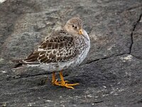 Calidris maritima 52, Paarse strandloper, Saxifraga-Bart Vastenhouw