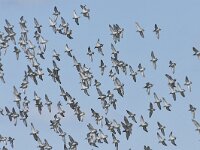 Calidris pugnax 36, Kemphaan, Saxifraga-Tom Heijnen