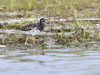 Calidris pugnax 38, Kemphaan, Saxifraga-Tom Heijnen