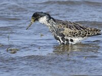Calidris pugnax 47, Kemphaan, Saxifraga-Tom Heijnen