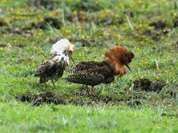Calidris pugnax 6, display, Kemphaan, Saxifraga-Piet Munsterman
