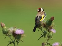 Carduelis carduelis 36, Putter, Saxifraga-Mark Zekhuis