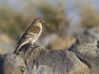 Carduelis flammea 11, Barmsijs, Saxifraga-Mark Zekhuis