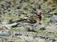 Carduelis flammea 4, Barmsijs, Saxifraga-Piet Munsterman