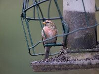 Carduelis flammea 6, Barmsijs, Saxifraga-Luc Hoogenstein : Barmsijs
