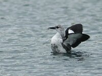 Cepphus grylle 23, Zwarte zeekoet, Saxifraga-Mark Zekhuis