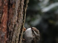 Certhia brachydactyla 11, Boomkruiper, Saxifraga-Piet Munsterman