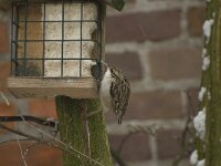Certhia brachydactyla 3, Boomkruiper, Saxifraga-Willem van Kruijsbergen