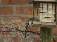 Certhia brachydactyla 4, Boomkruiper, Saxifraga-Willem van Kruijsbergen