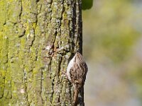 Boomkruiper  Boomkruiper op perenboom : Certhia brachydactyla