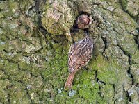 Certhia brachydactyla 66, Boomkruiper, Saxifraga-Tom Heijnen