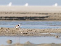 Charadrius hiaticula 48, Bontbekplevier, Saxifraga-Mark Zekhuis