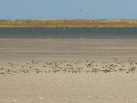 Charadrius hiaticula 49, Bontbekplevier, Saxifraga-Mark Zekhuis