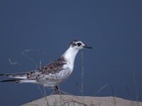 Chlidonias hybridus 16, Witwangstern, juvenile, Saxifraga-Ad Wittgen