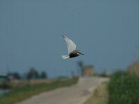 Chlidonias hybridus 2, Witwangstern, Saxifraga-Jan van der Straaten