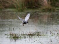 Chlidonias hybridus 21, Witwangstern, Saxifraga-Bart Vastenhouw